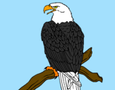 Disegno Aquila su un ramo pitturato su ANDREA