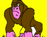 Disegno Gorilla pitturato su federico 