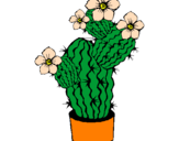 Disegno Fiori di cactus  pitturato su Bianca