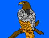 Disegno Aquila su un ramo pitturato su Puzzola