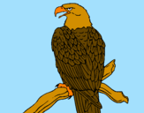 Disegno Aquila su un ramo pitturato su diana
