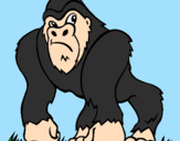 Disegno Gorilla pitturato su christian peroni