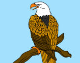 Disegno Aquila su un ramo pitturato su aquilotto