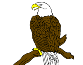 Disegno Aquila su un ramo pitturato su aquila reale
