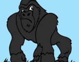 Disegno Gorilla pitturato su umberto