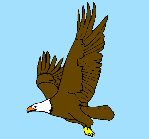 Aquila in volo 