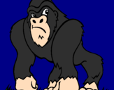 Disegno Gorilla pitturato su  valerio