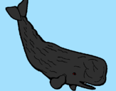 Disegno Balena enorme  pitturato su alessio