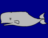 Disegno Balena blu pitturato su carlo