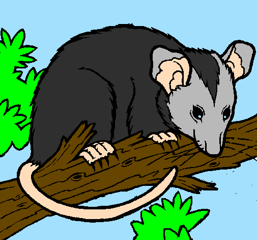 Scoiattolo Possum marsupiale