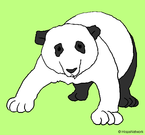 Orso panda 