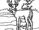 Disegno Giovane cervo pitturato su sere