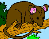Disegno Scoiattolo Possum marsupiale pitturato su manuel