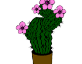 Disegno Fiori di cactus  pitturato su veronica