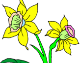 Disegno Orchidea  pitturato su narciso