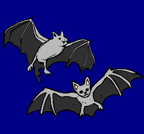 Un paio di pipistrelli 
