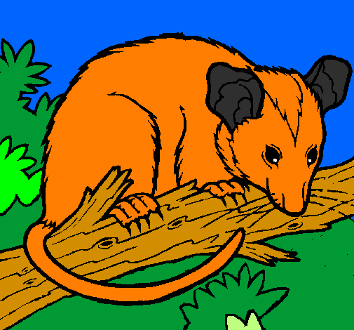 Scoiattolo Possum marsupiale