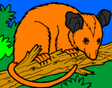 Disegno Scoiattolo Possum marsupiale pitturato su OPOSSUM