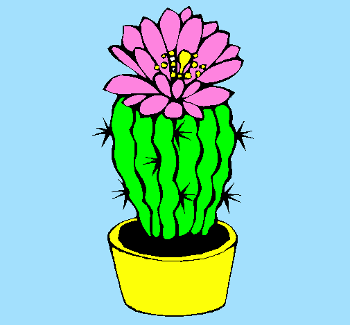 Cactus fiorito 