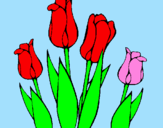 Disegno Tulipani  pitturato su Chiara