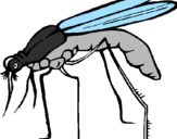 Disegno Zanzara  pitturato su zanzara