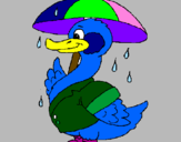 Disegno Anatra sotto la pioggia  pitturato su azzurra