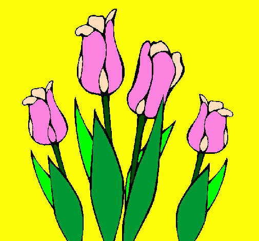 Tulipani 