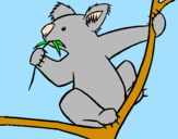 Disegno Koala  pitturato su antonella99
