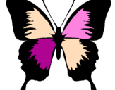 Disegno Farfalla con le ali nere pitturato su oriana