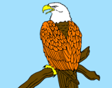 Disegno Aquila su un ramo pitturato su di cosmo davide