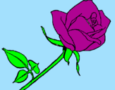 Disegno Rosa  pitturato su primavera Annalisa
