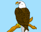 Disegno Aquila su un ramo pitturato su fabio