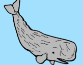 Disegno Balena enorme  pitturato su ALBERTO T