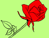 Disegno Rosa  pitturato su floricientina(zaira)