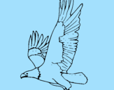 Disegno Aquila in volo  pitturato su michael