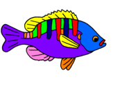 Disegno Pesce  pitturato su pesce colorato