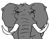 Disegno Elefante africano pitturato su zanne