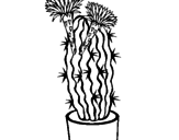 Disegno Cactus fioriti pitturato su alex