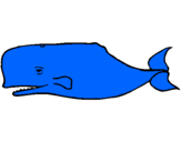 Disegno Balena blu pitturato su Nelson