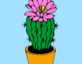 Disegno Cactus fiorito  pitturato su vv