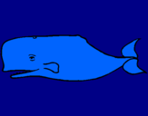 Disegno Balena blu pitturato su daniel