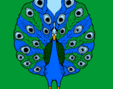 Disegno Pavone pitturato su il bel pavone colorato