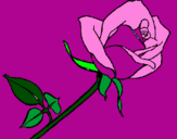 Disegno Rosa  pitturato su bella