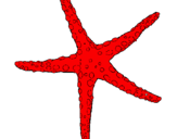 Disegno Stellina di mare  pitturato su prova stella marina