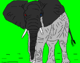 Disegno Elefante  pitturato su daniele