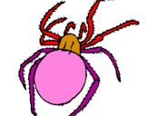 Disegno Ragno velenoso  pitturato su ragno ico