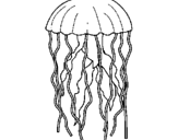 Disegno Medusa  pitturato su maria