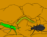 Disegno Diversi insetti  pitturato su daniel