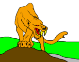 Disegno Tigre con affilati canini  pitturato su carmelo