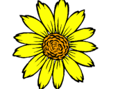 Disegno Girasole  pitturato su fiore giallo